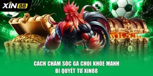 Cách Chăm Sóc Gà Chọi Khỏe Mạnh - Bí Quyết Từ XIN88