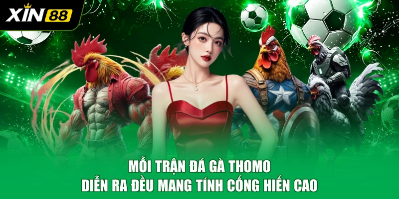 Mỗi trận đá gà Thomo diễn ra đều mang tính cống hiến cao