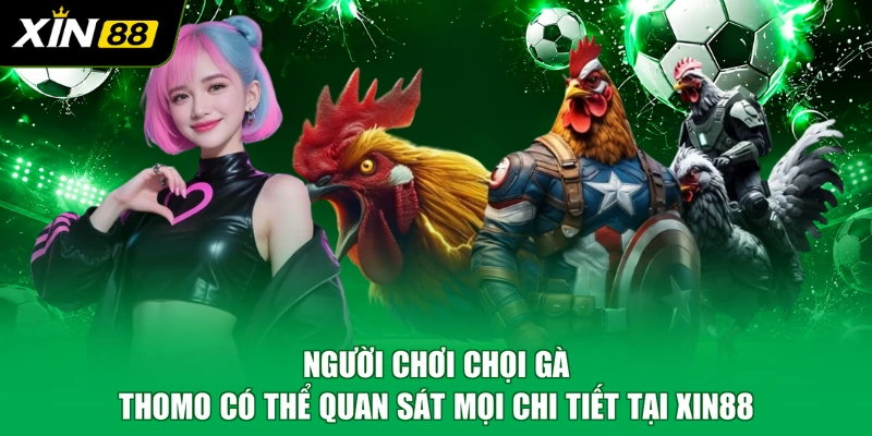 Người chơi chọi gà Thomo có thể quan sát mọi chi tiết tại XIN88